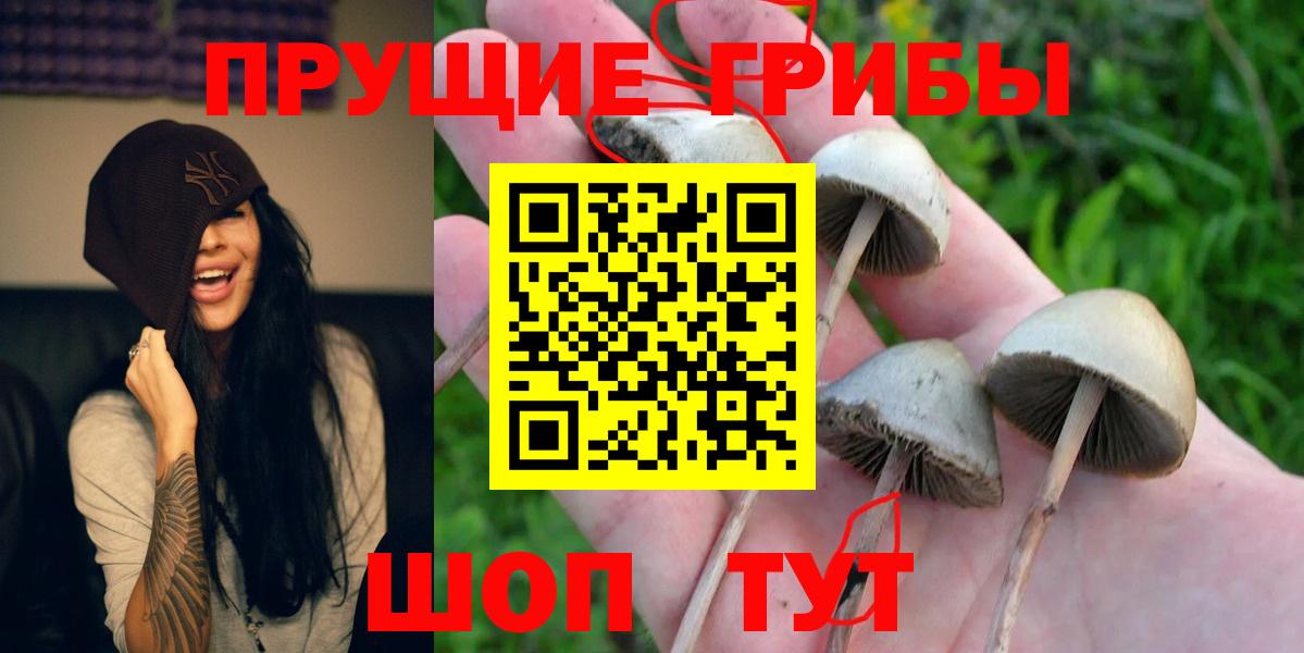 Псилоцибиновые грибы мицелий Аксай